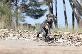 CANE CORSO 472